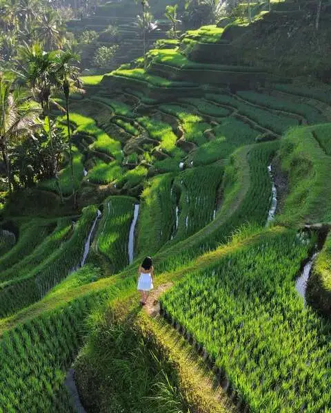 Tegallalang Rice Terrace: Spot Foto, Lokasi, dan Tiket 3 persawahan tegalalang