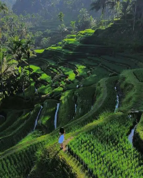 Tegallalang Rice Terrace: Spot Foto, Lokasi, dan Tiket 2 foto tegallalang rice terrace