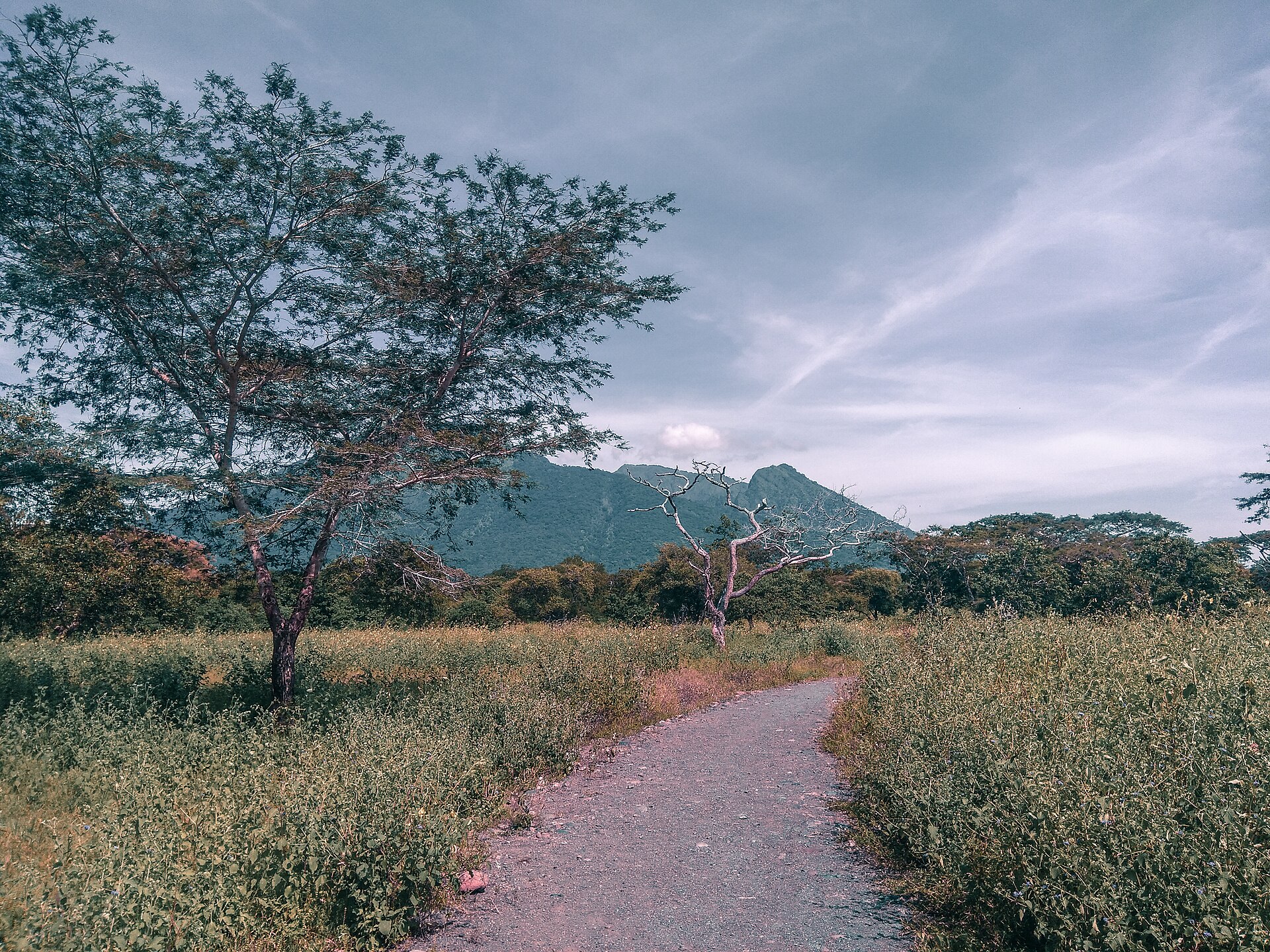Taman Nasional Baluran Situbondo
