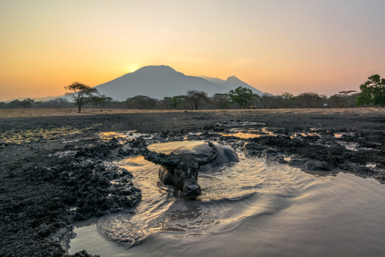 Taman Nasional Baluran, Situbondo: Safari Savana dan Jejak Satwa di Ujung Timur Jawa 2 taman nasional baluran situbondo safari savana cover.jpg