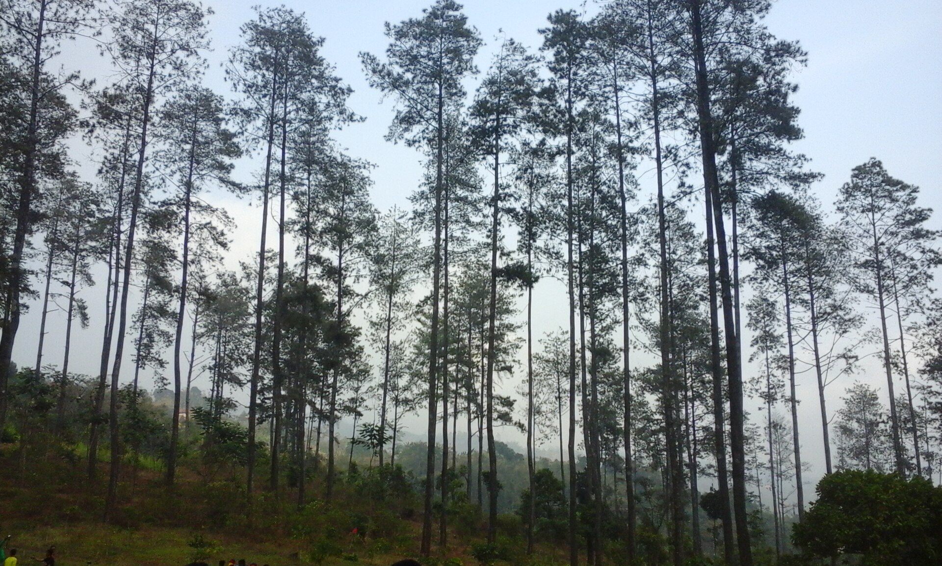 Hutan Pinus Asri
